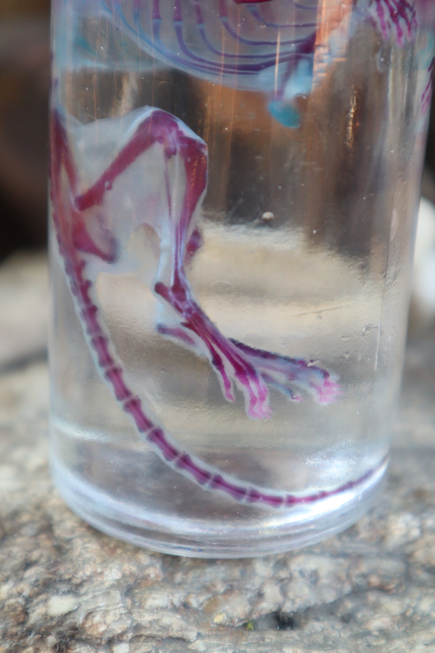 Diaphonized Rat with Ears