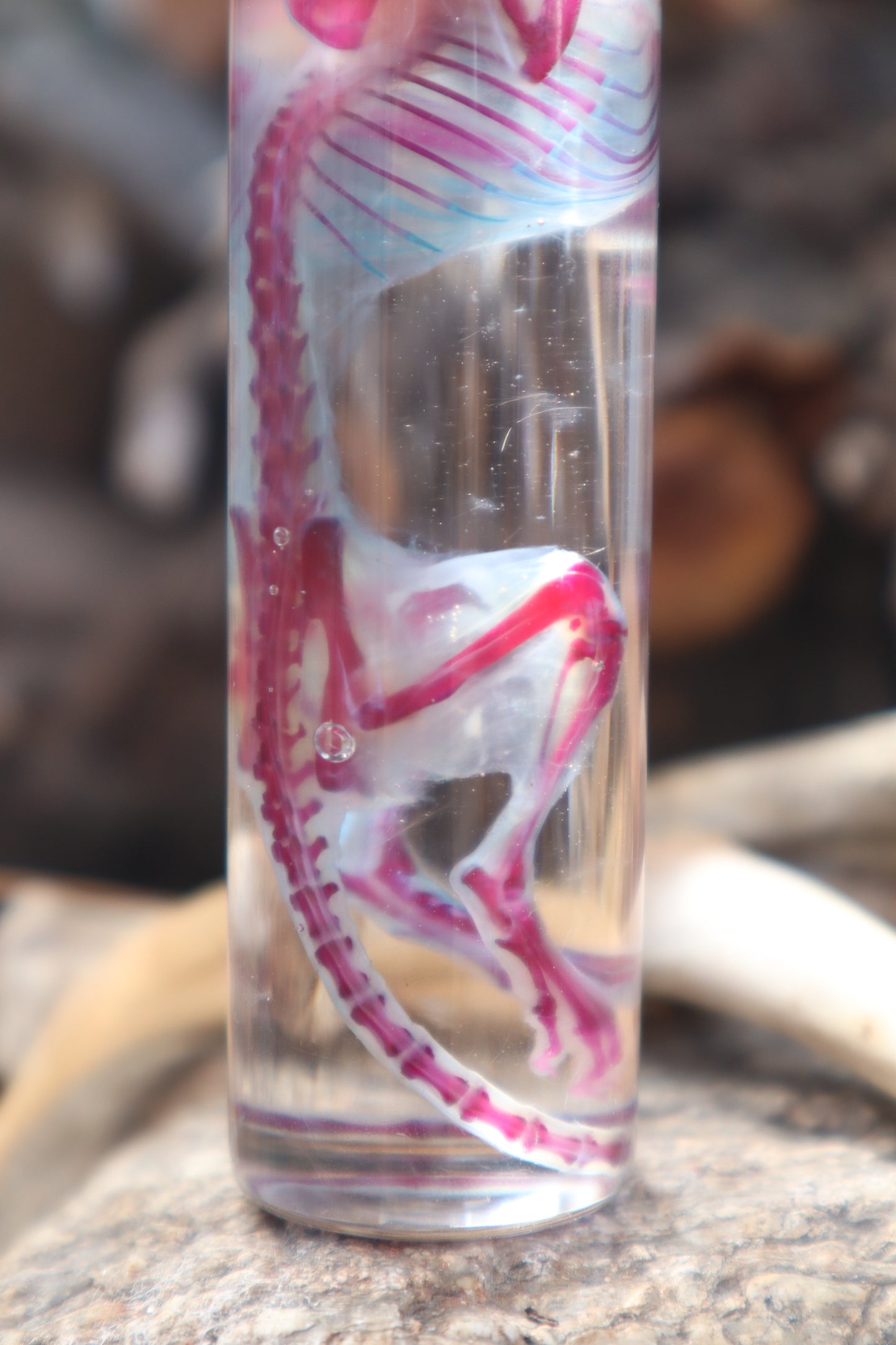 Diaphonized Juvenile Rat with Ears