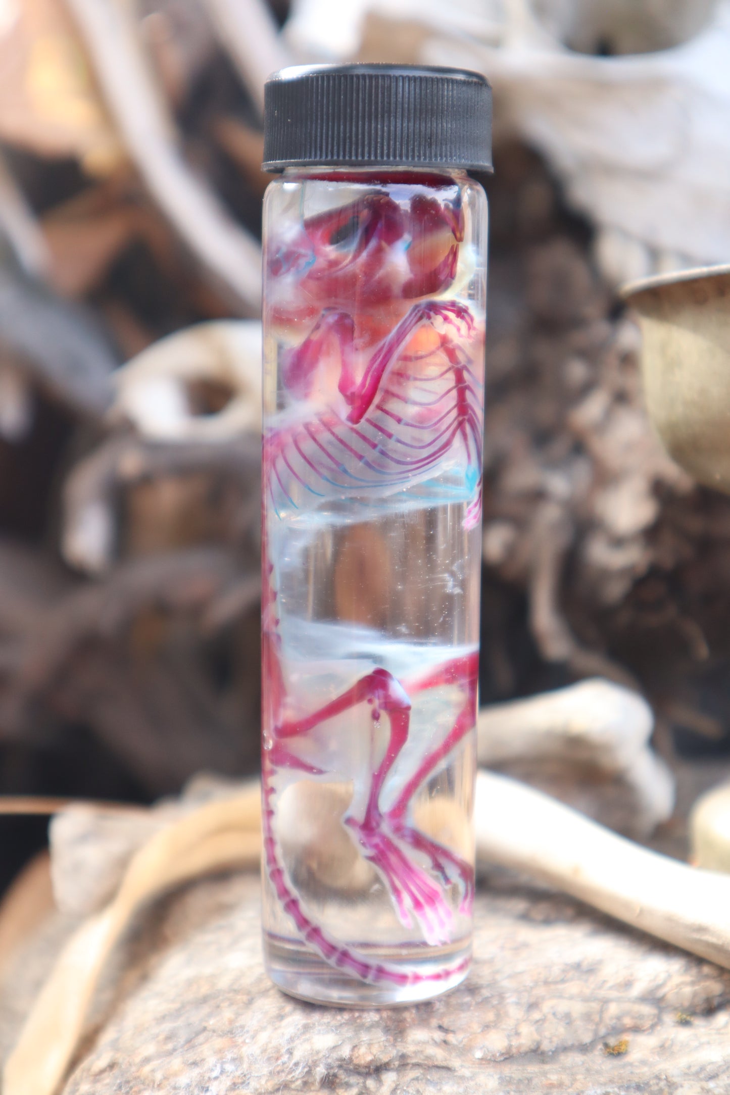 Diaphonized Juvenile Rat with Ears