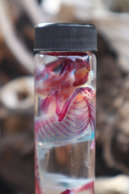 Diaphonized Juvenile Rat with Ears