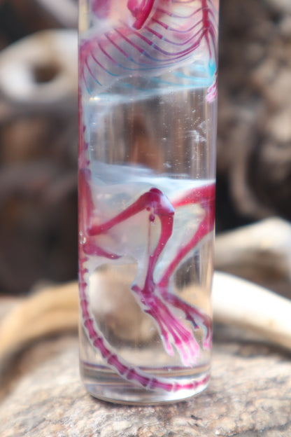 Diaphonized Juvenile Rat with Ears