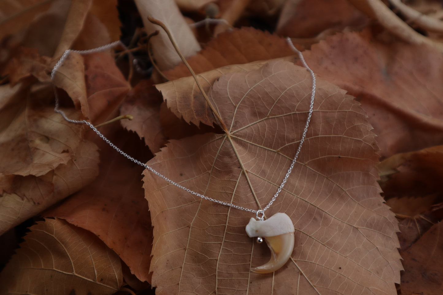 Reserved For Erin - Bobcat Claw Necklace