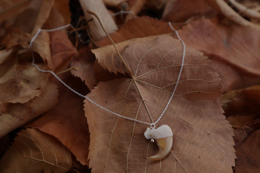 Reserved For Erin - Bobcat Claw Necklace