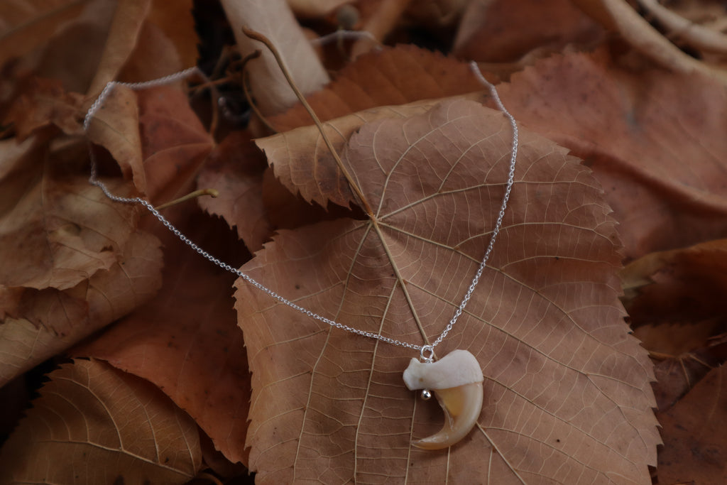Reserved For Erin - Bobcat Claw Necklace