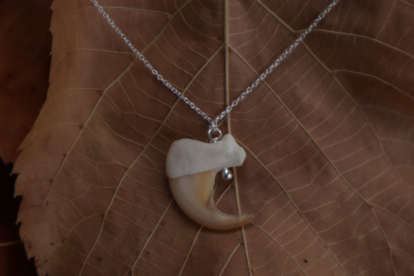 Reserved For Erin - Bobcat Claw Necklace