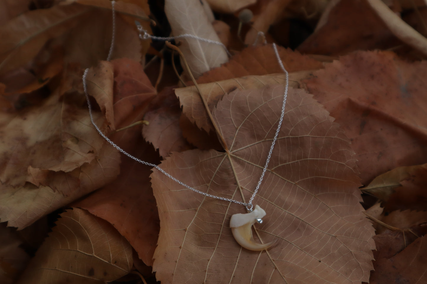 Bobcat Claw Necklace