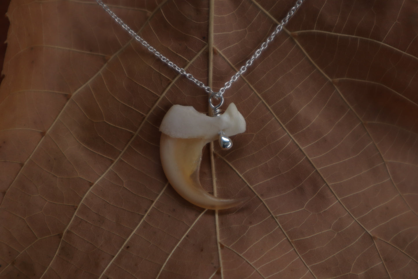 Bobcat Claw Necklace