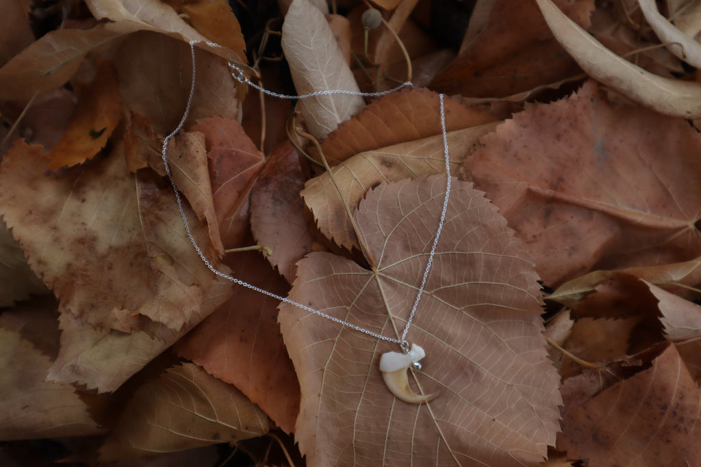 Bobcat Claw Necklace