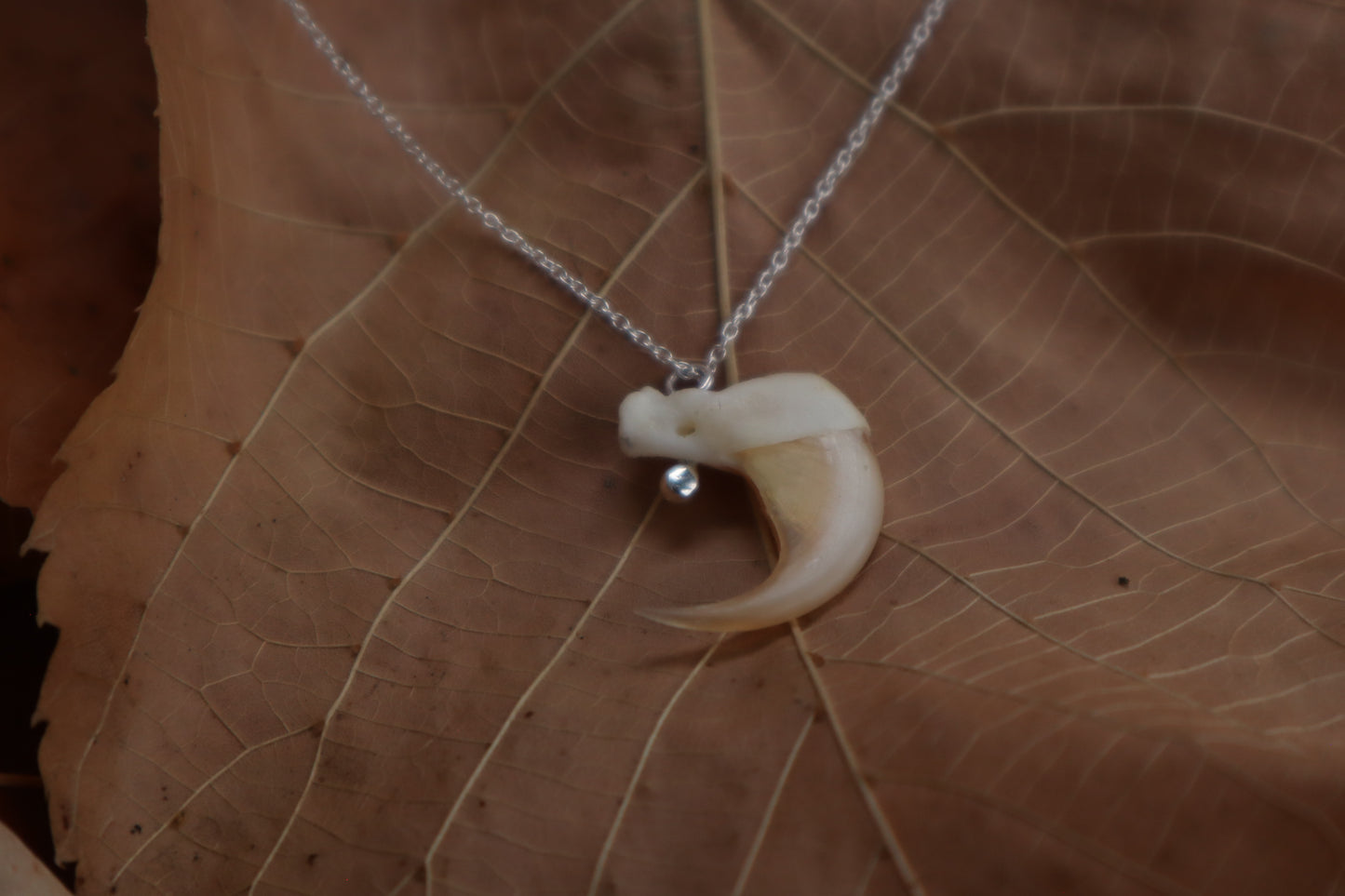 Bobcat Claw Necklace