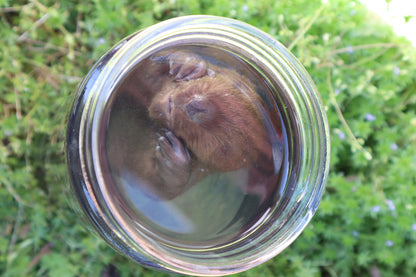 Baby Beaver Wet Specimen