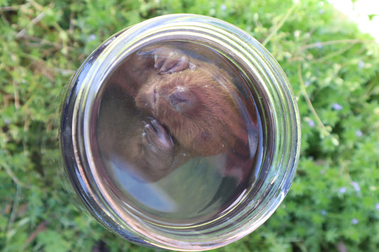 Baby Beaver Wet Specimen
