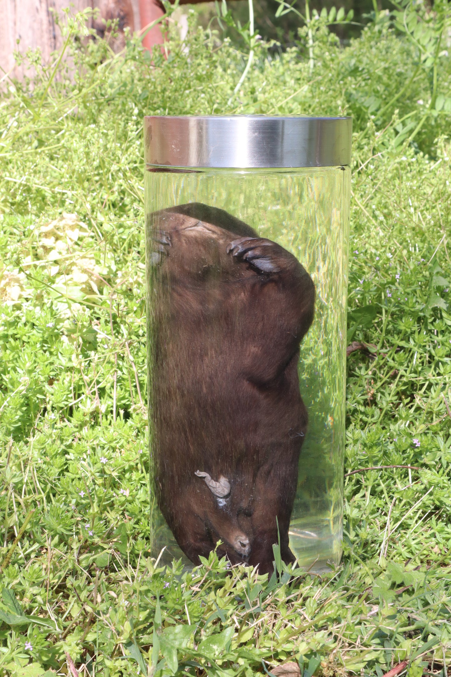 Baby Beaver Wet Specimen