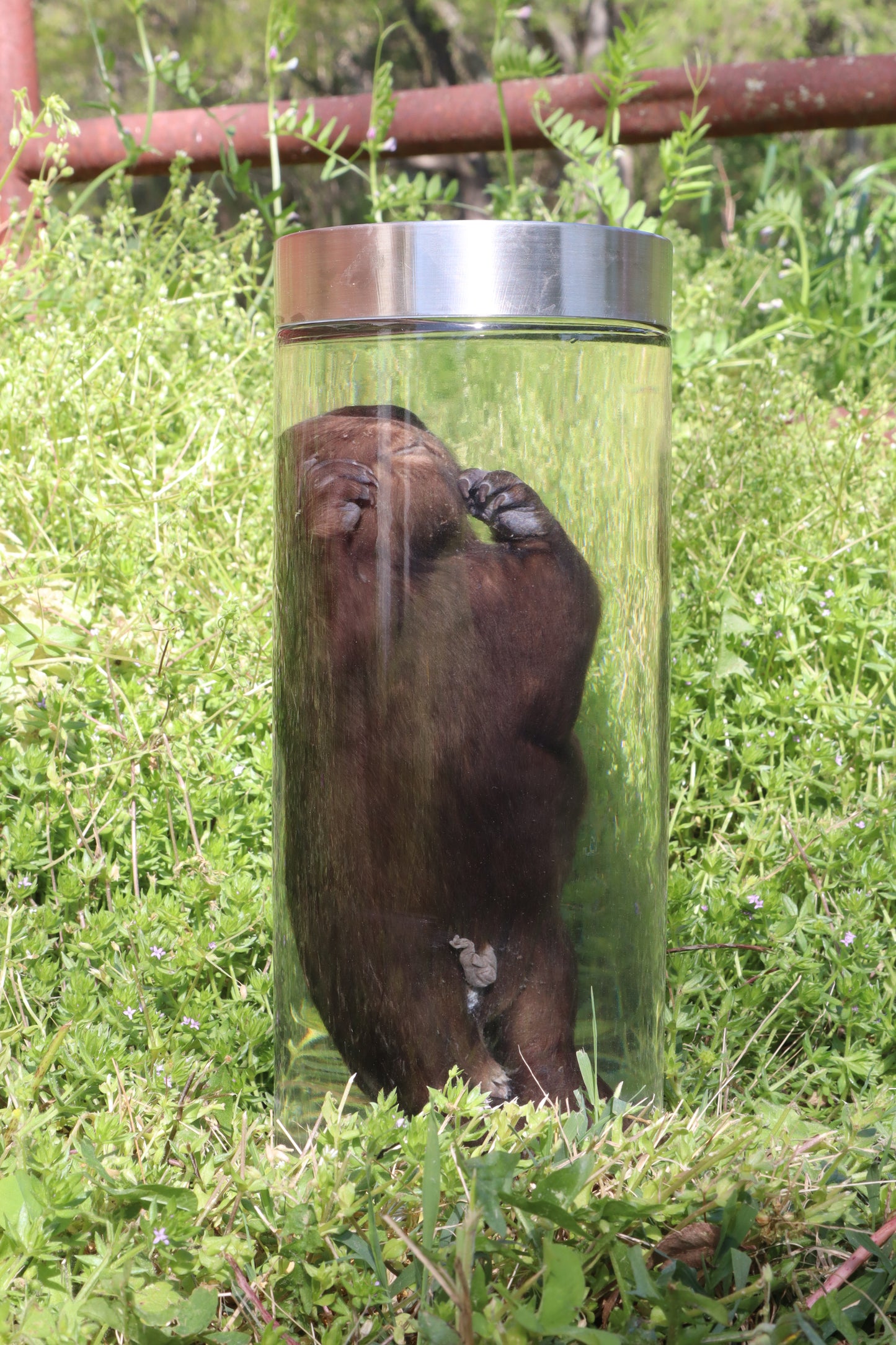 Baby Beaver Wet Specimen