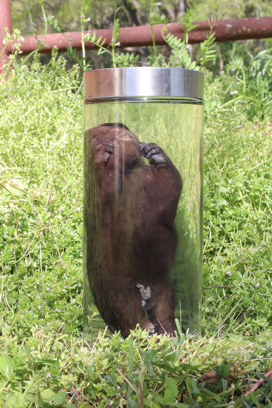 Baby Beaver Wet Specimen