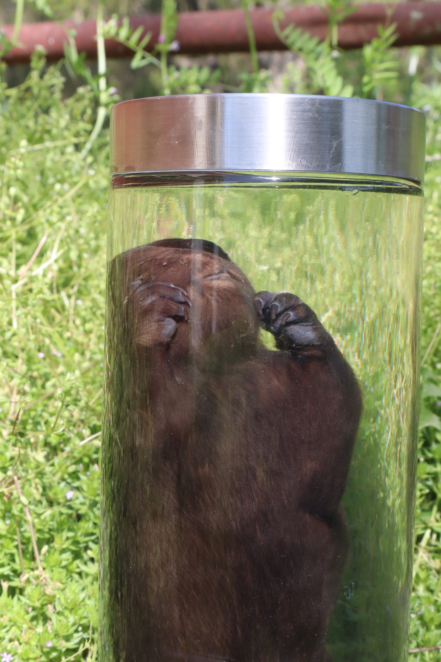 Baby Beaver Wet Specimen