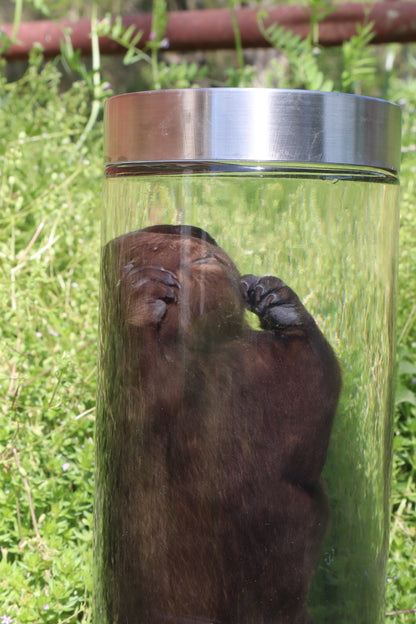 Baby Beaver Wet Specimen