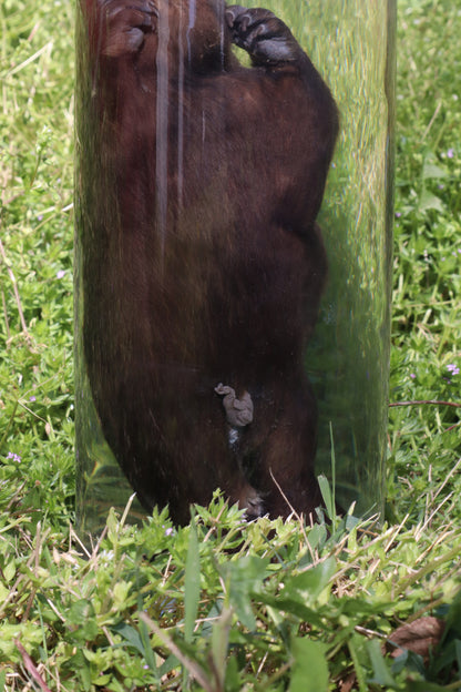 Baby Beaver Wet Specimen