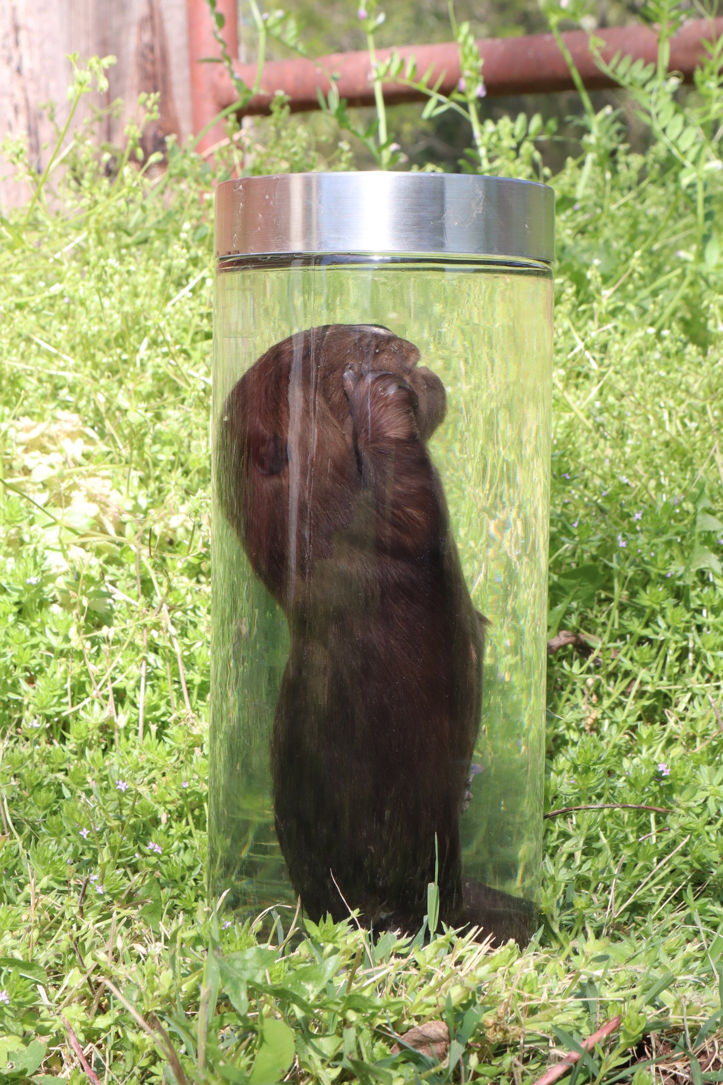 Baby Beaver Wet Specimen