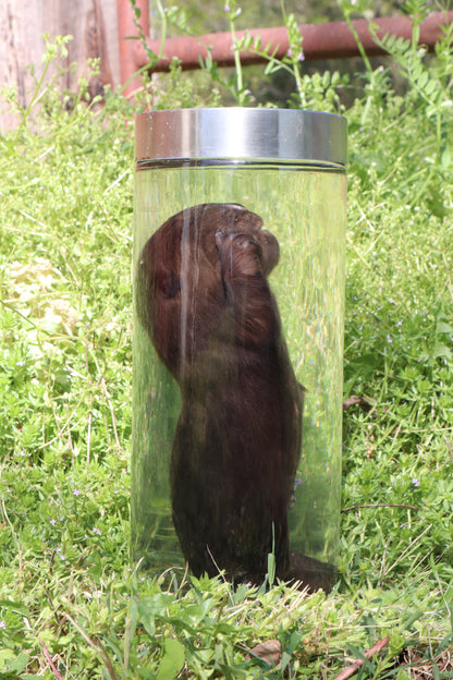 Baby Beaver Wet Specimen