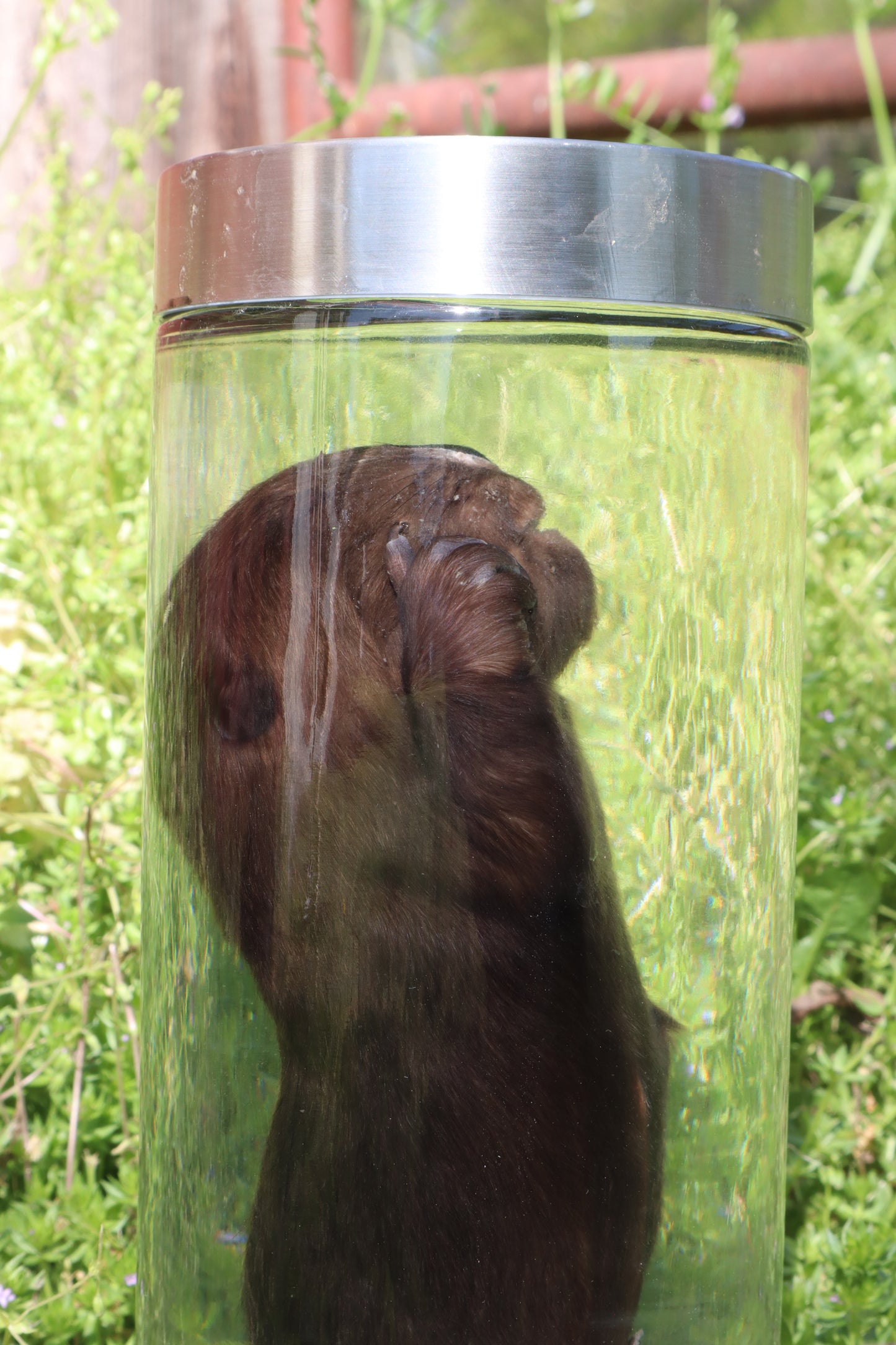 Baby Beaver Wet Specimen