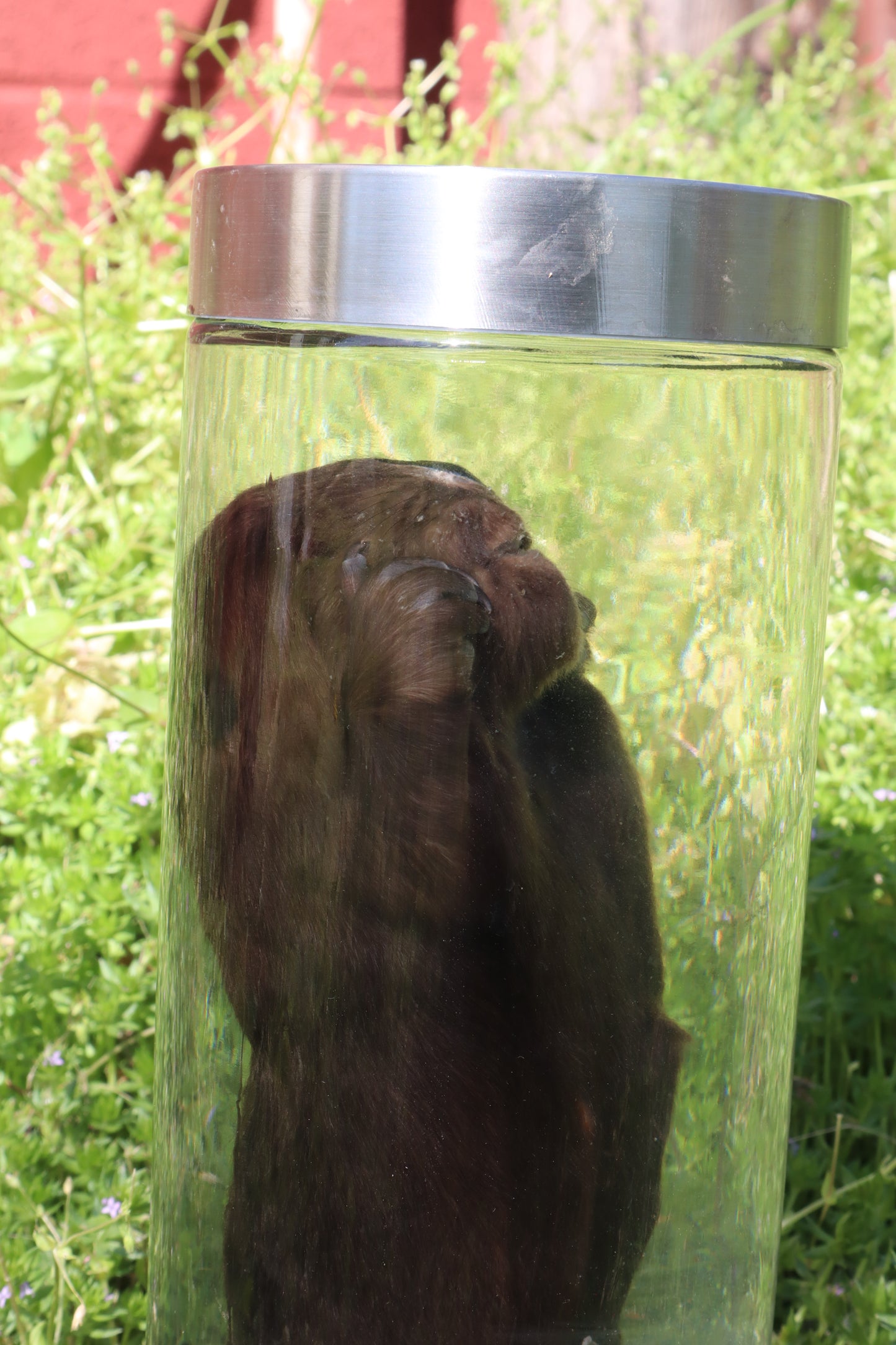Baby Beaver Wet Specimen