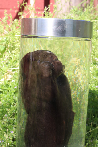 Baby Beaver Wet Specimen