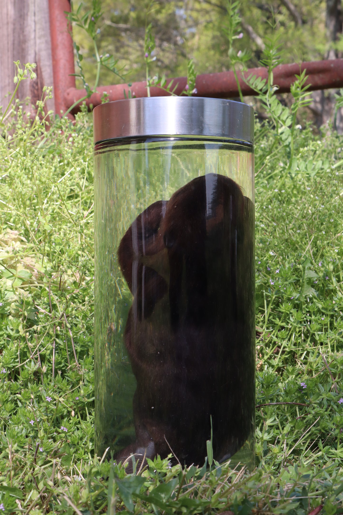Baby Beaver Wet Specimen