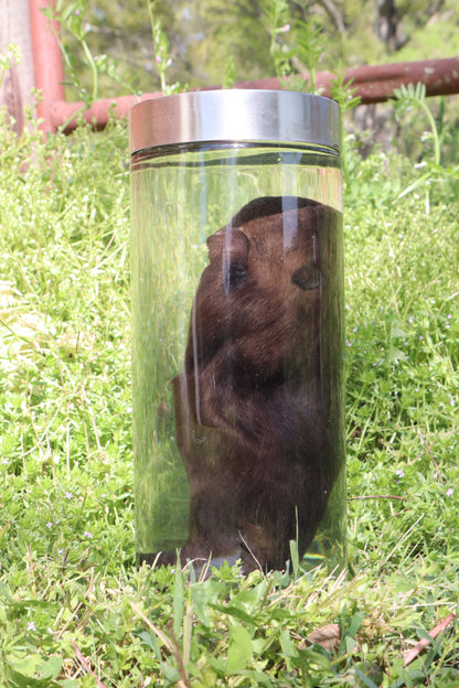 Baby Beaver Wet Specimen
