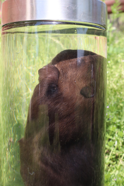 Baby Beaver Wet Specimen