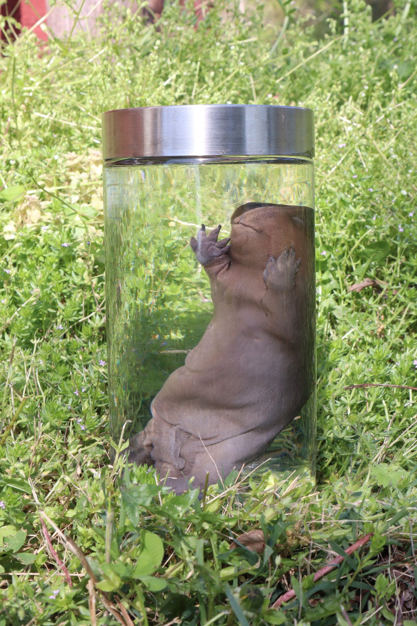 Fetal Beaver Wet Specimen
