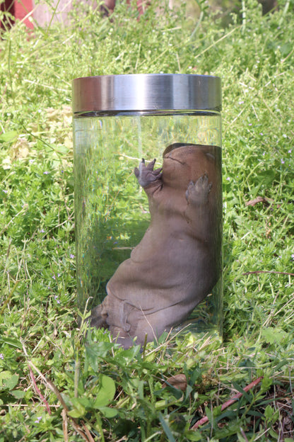 Fetal Beaver Wet Specimen