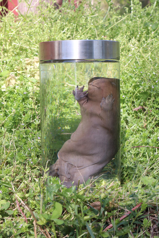 Fetal Beaver Wet Specimen