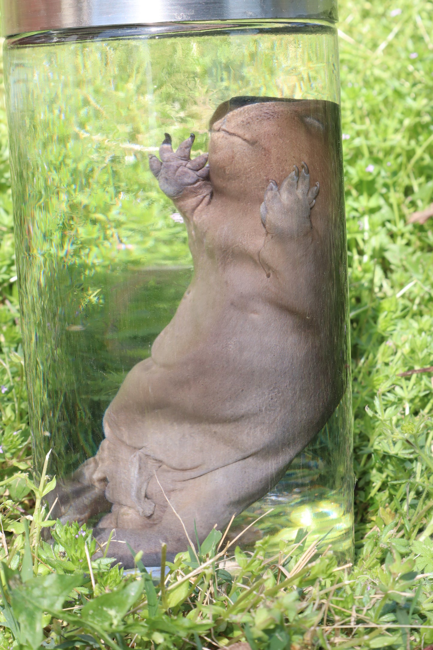 Fetal Beaver Wet Specimen