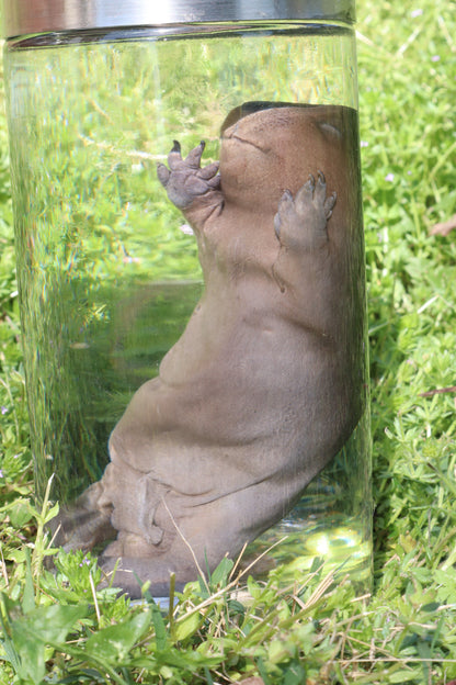 Fetal Beaver Wet Specimen
