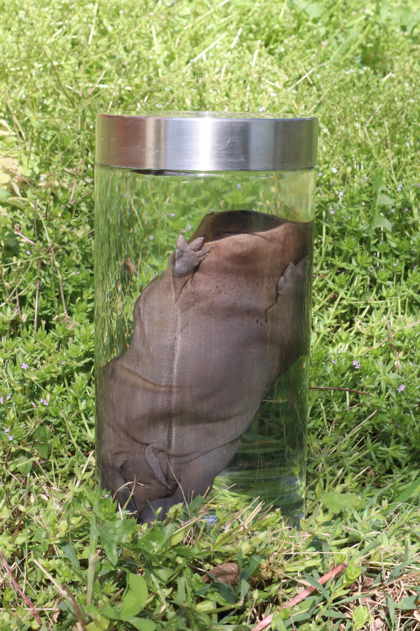 Fetal Beaver Wet Specimen