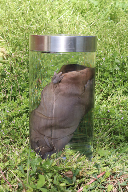 Fetal Beaver Wet Specimen