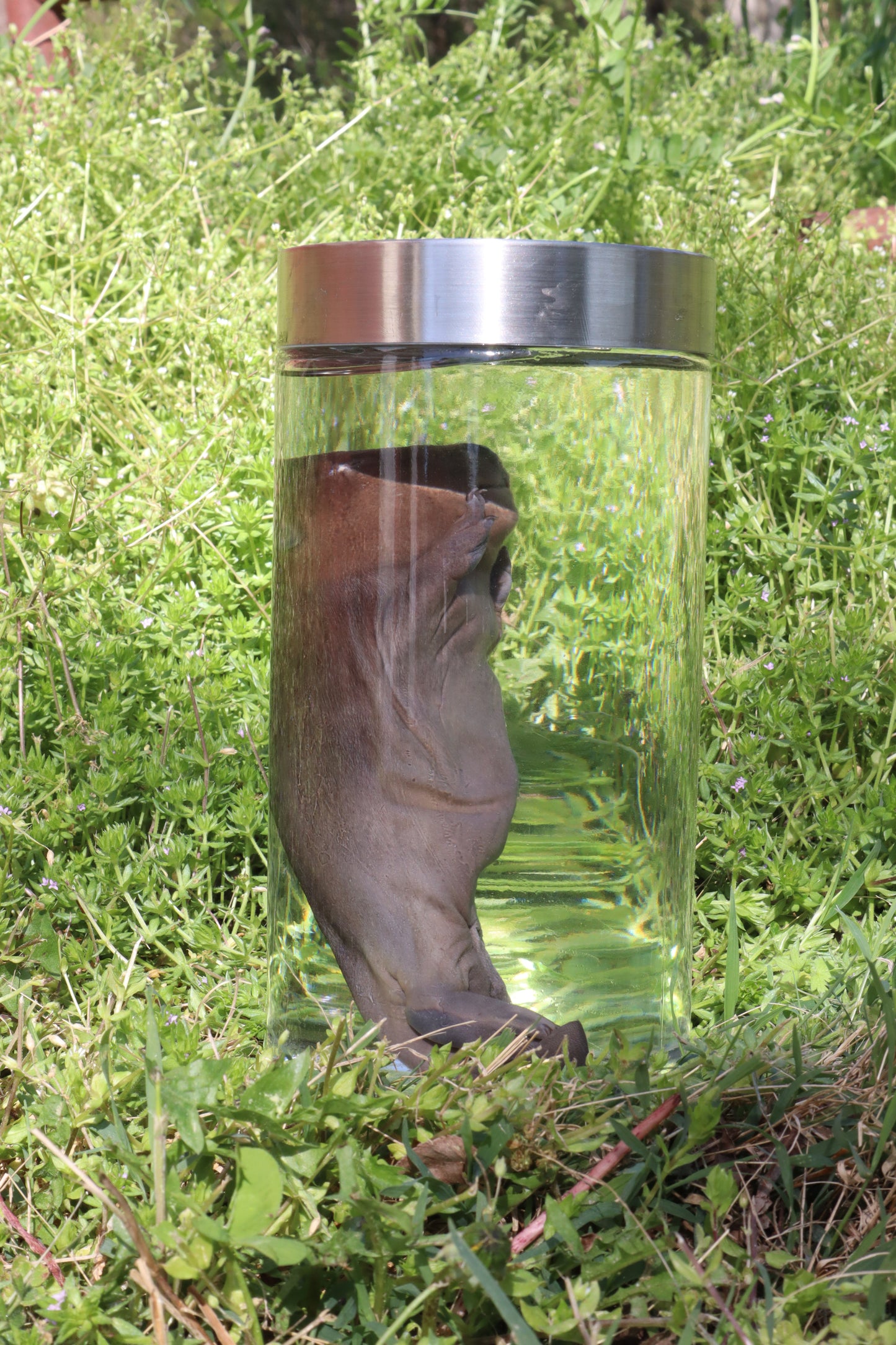 Fetal Beaver Wet Specimen