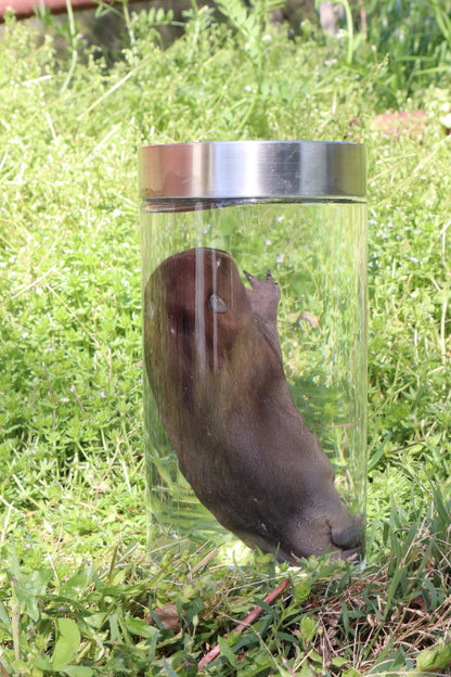 Fetal Beaver Wet Specimen