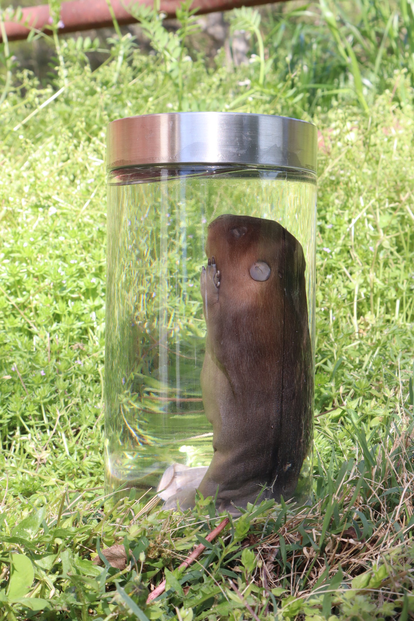 Fetal Beaver Wet Specimen