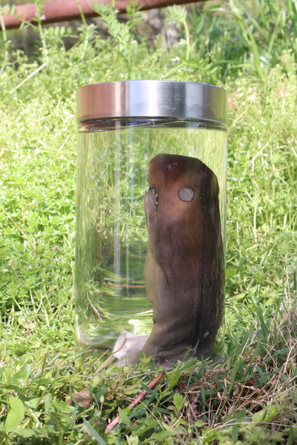 Fetal Beaver Wet Specimen