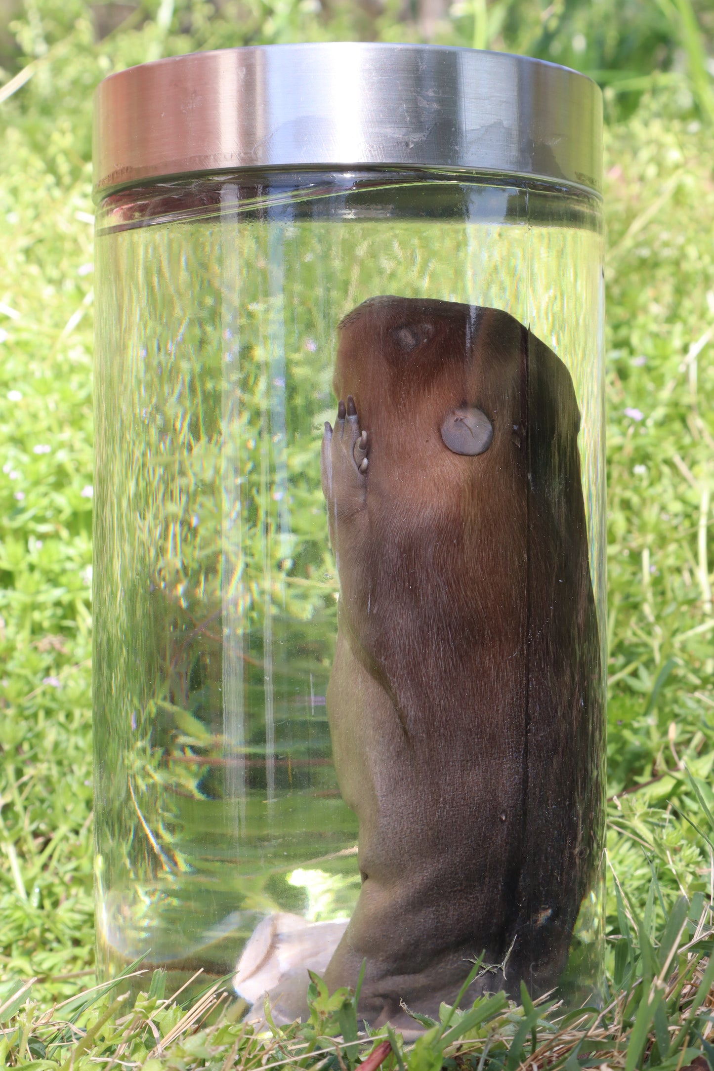 Fetal Beaver Wet Specimen