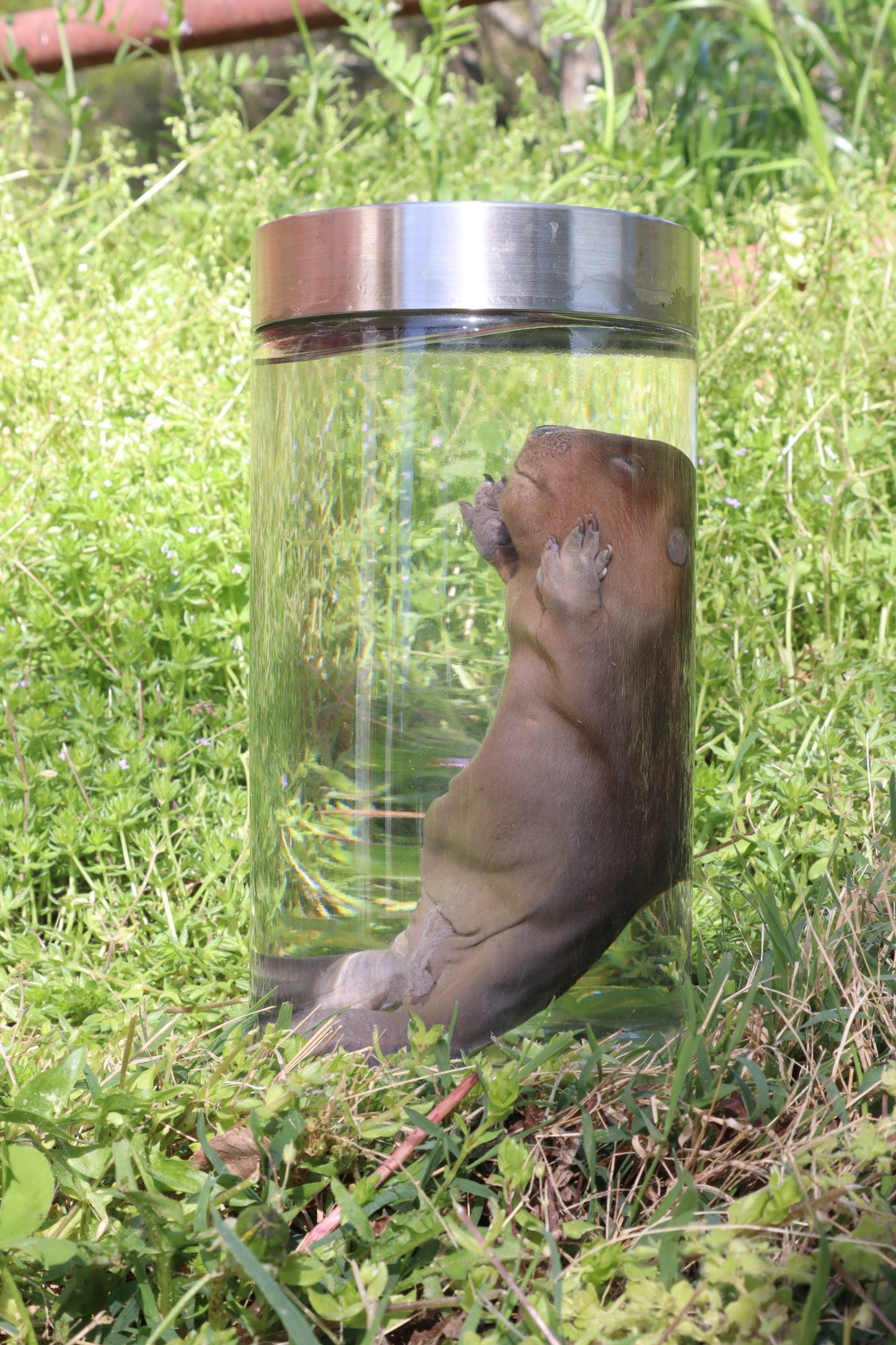 Fetal Beaver Wet Specimen
