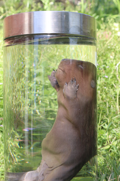 Fetal Beaver Wet Specimen
