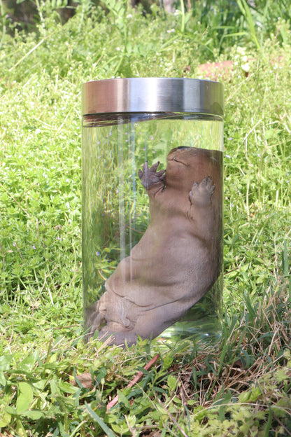 Fetal Beaver Wet Specimen