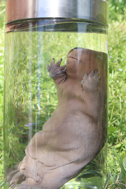 Fetal Beaver Wet Specimen