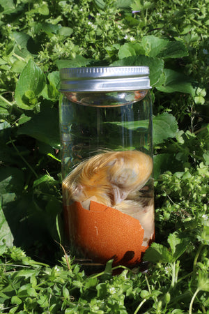 Wet Specimen Chick in Their Egg