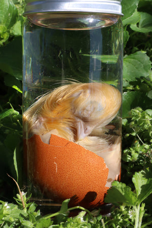 Wet Specimen Chick in Their Egg
