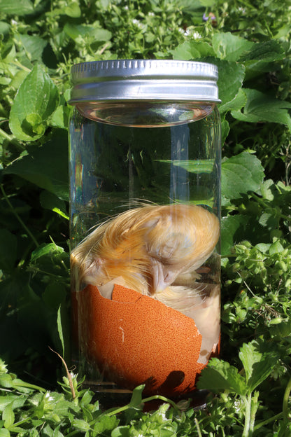 Wet Specimen Chick in Their Egg