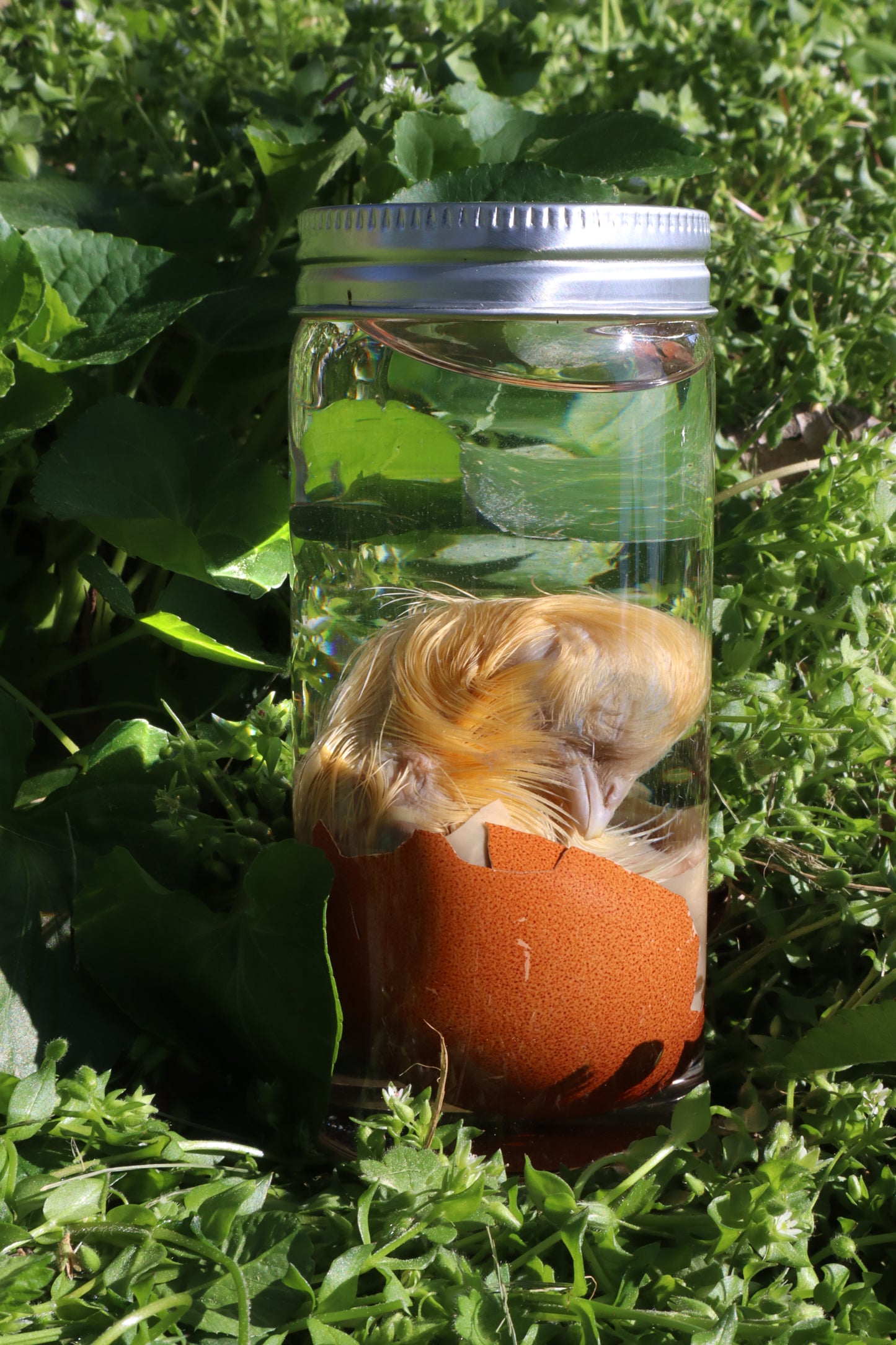 Wet Specimen Chick in Their Egg