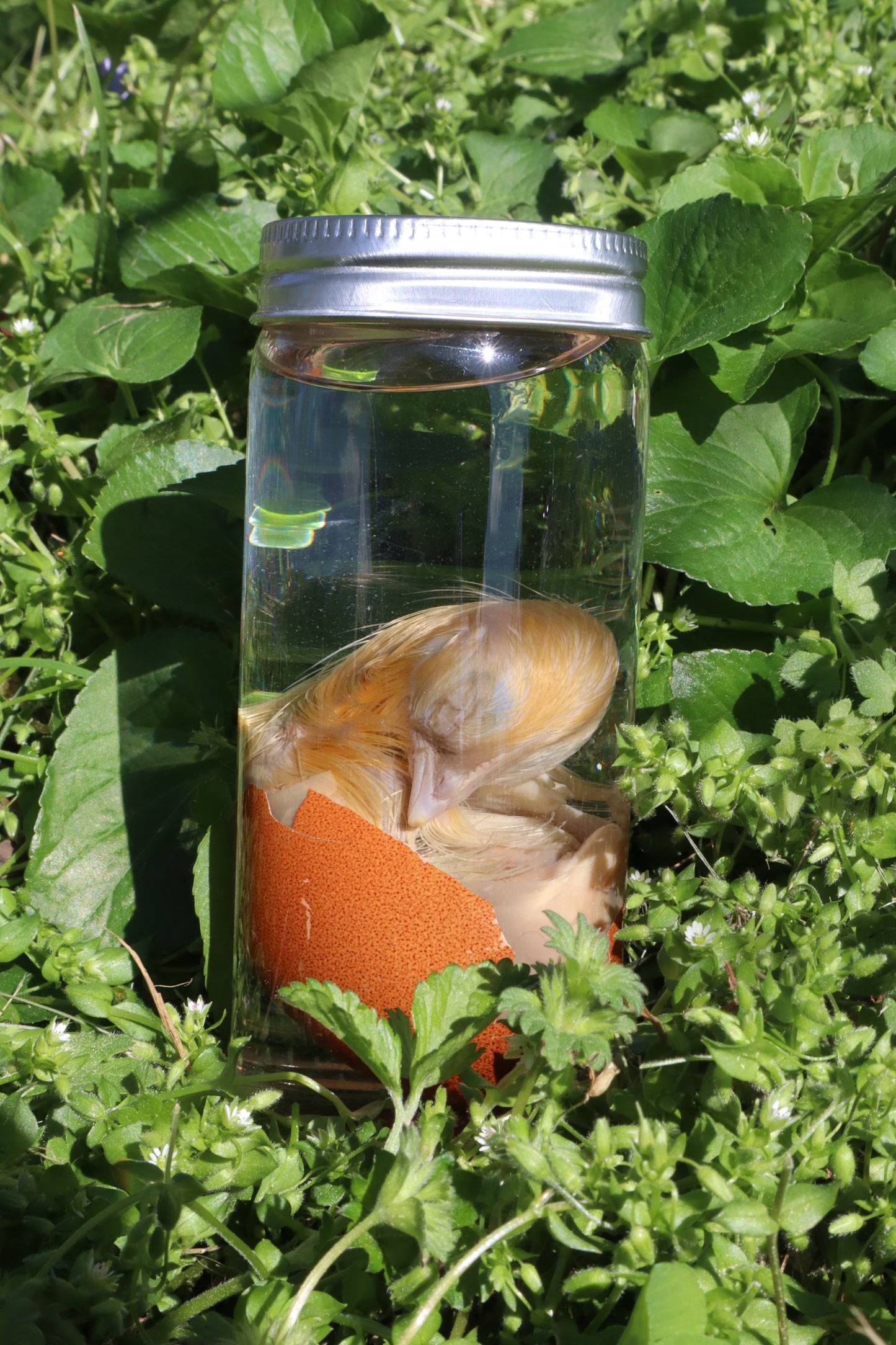 Wet Specimen Chick in Their Egg
